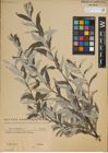 Foto von Salix lapponum L.